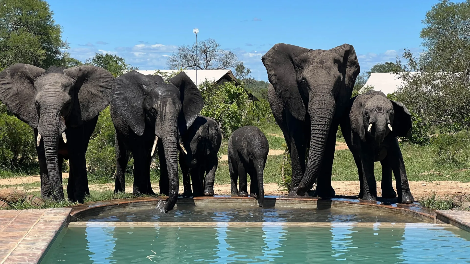 Norsut käyvät myös altaalla – eivät kuitenkaan uimassa