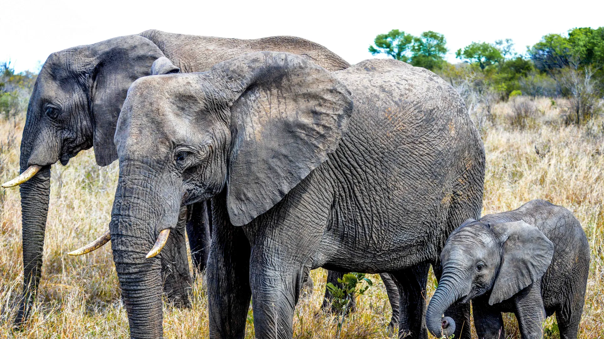 Norsunpoikanen kutsutaan norsunvasaksi, ja se painaa syntyessään 70–90 kiloa Norsunpoikanen kutsutaan norsunvasaksi, ja se painaa syntyessään 70–90 kiloa