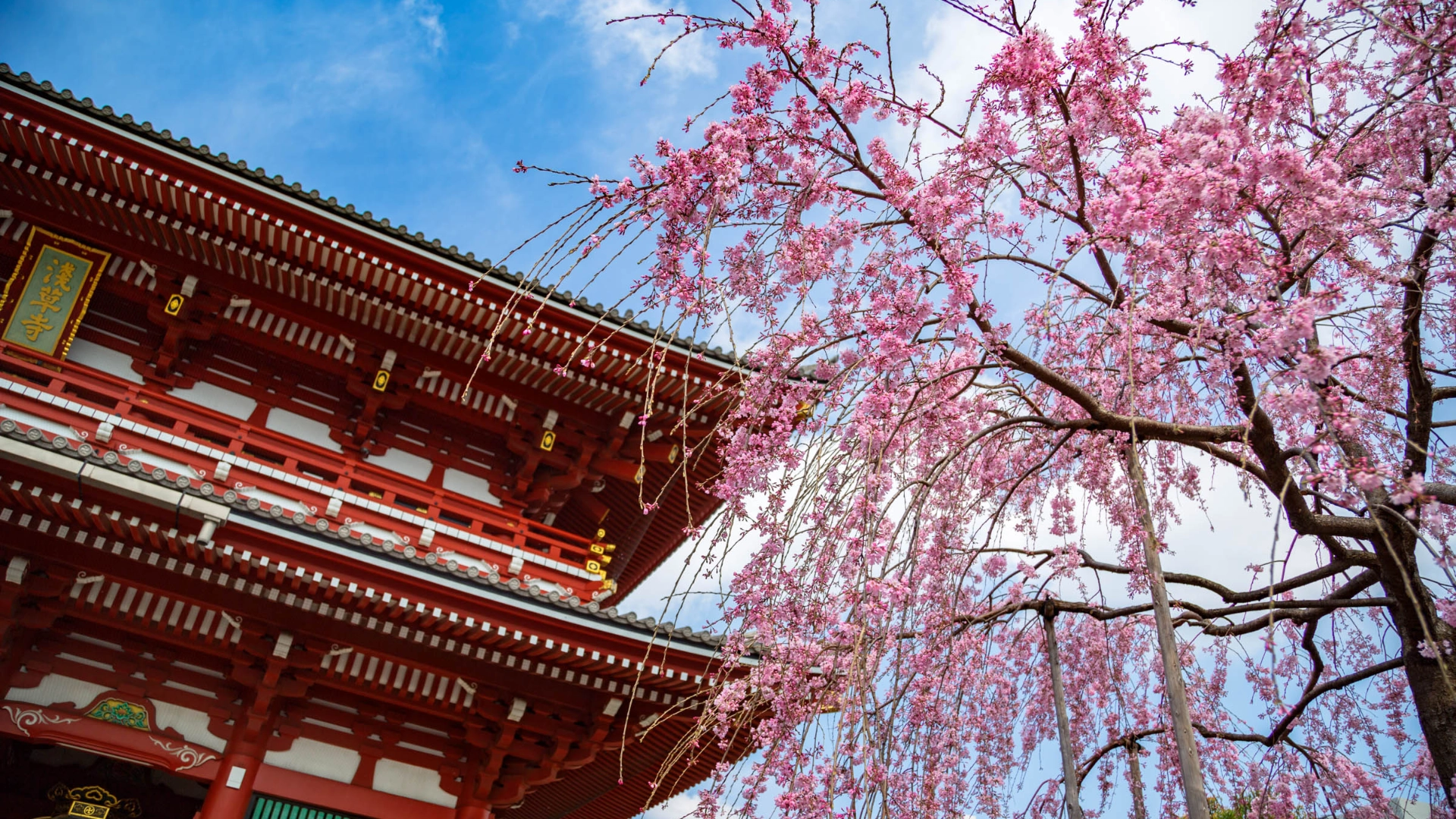 Kirsikkapuut kukassa Asakusa Kannon -temppelillä